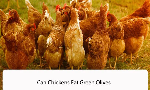 Can Chickens Eat Green Olives
