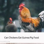 Can Chickens Eat Guinea Pig Food