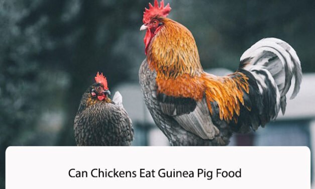 Can Chickens Eat Guinea Pig Food