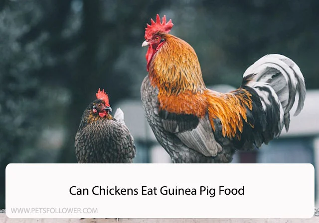 Can Chickens Eat Guinea Pig Food? Startling Dangers Unveiled