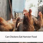 Can Chickens Eat Hamster Food