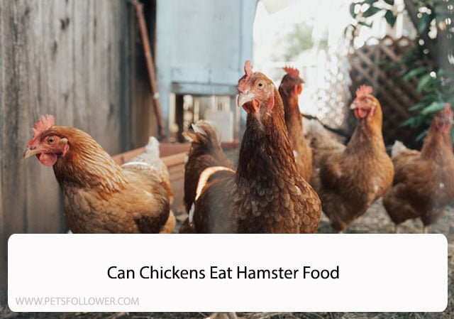 Can Chickens Eat Hamster Food
