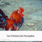 Can Chickens Eat Honeydew
