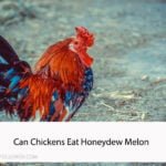 Can Chickens Eat Honeydew Melon
