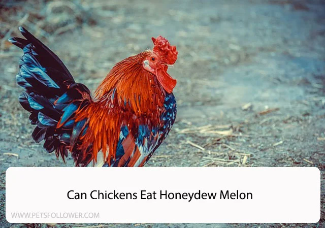 Can Chickens Eat Honeydew Melon