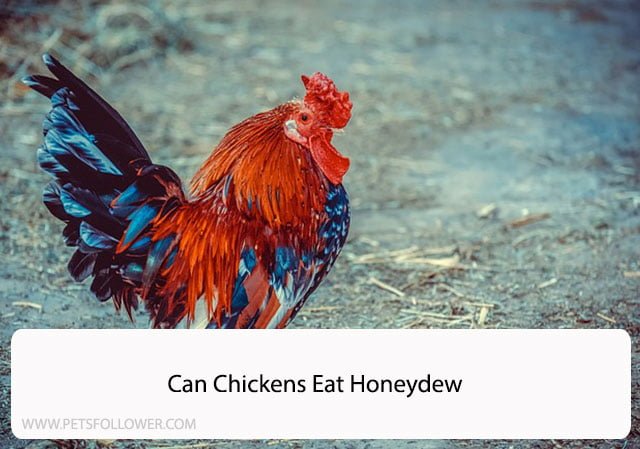 Can Chickens Eat Honeydew