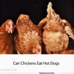 Can Chickens Eat Hot Dogs
