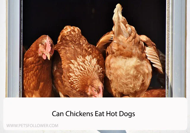 Can Chickens Eat Hot Dogs
