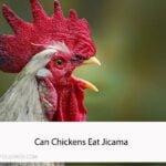 Can Chickens Eat Jicama