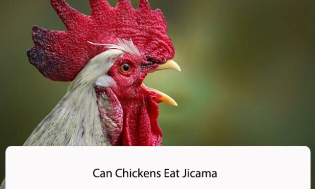 Can Chickens Eat Jicama
