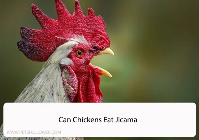 Can Chickens Eat Jicama