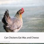Can Chickens Eat Mac and Cheese