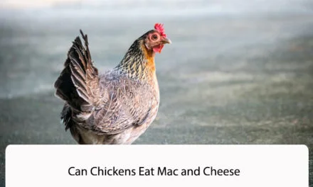 Can Chickens Eat Mac and Cheese