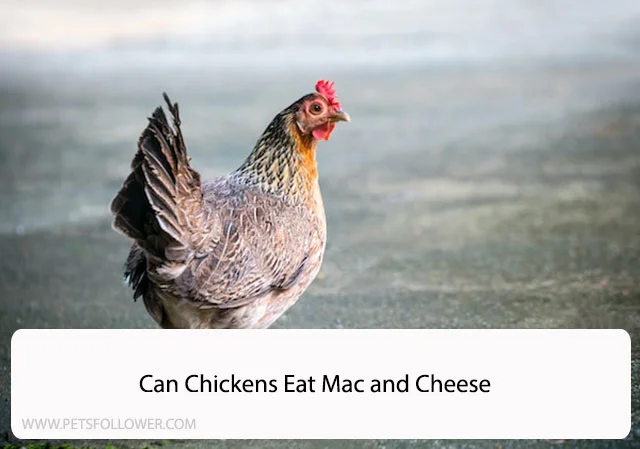 Can Chickens Eat Mac and Cheese