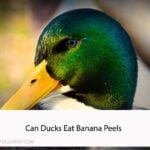 Can Ducks Eat Banana Peels