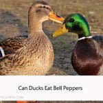 Can Ducks Eat Bell Peppers