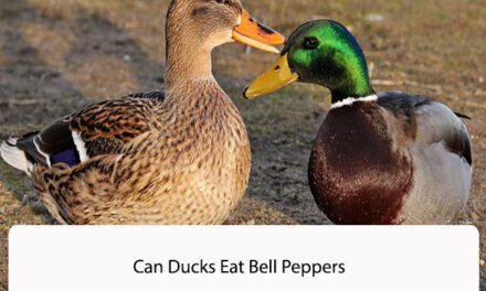 Can Ducks Eat Bell Peppers
