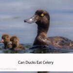 Can Ducks Eat Celery