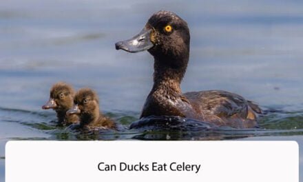 Can Ducks Eat Celery