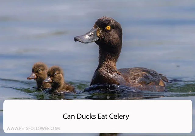 Can Ducks Eat Celery