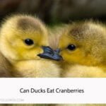 Can Ducks Eat Cranberries