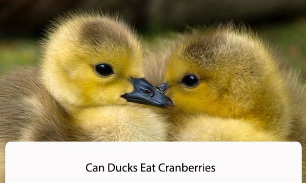 Can Ducks Eat Cranberries