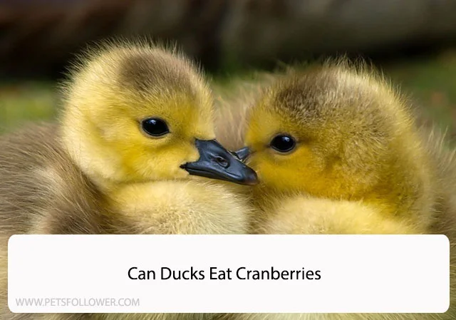 Can Ducks Eat Cranberries