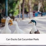 Can Ducks Eat Cucumber Peels
