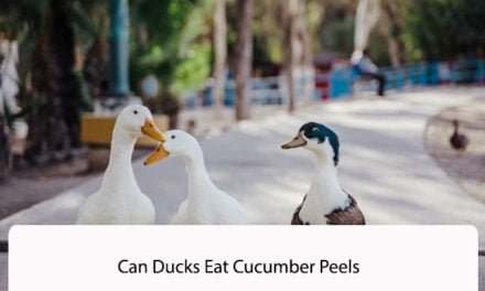 Can Ducks Eat Cucumber Peels