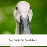 Can Ducks Eat Dandelions