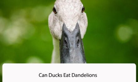 Can Ducks Eat Dandelions