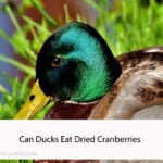 Can Ducks Eat Dried Cranberries