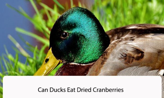 Can Ducks Eat Dried Cranberries