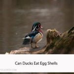 Can Ducks Eat Egg Shells
