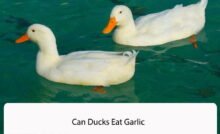 Can Ducks Eat Garlic
