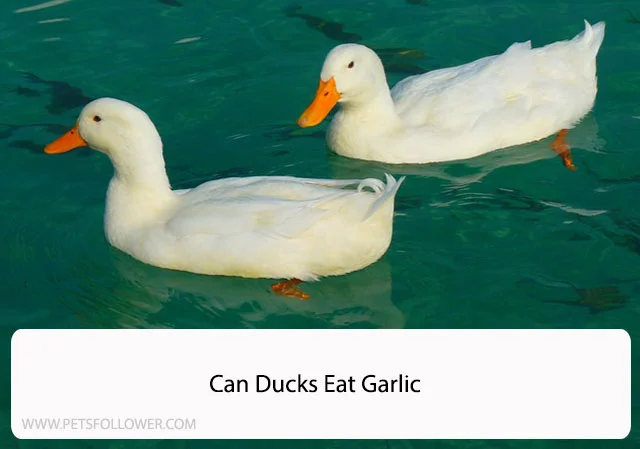 Can Ducks Eat Garlic
