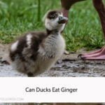 Can Ducks Eat Ginger