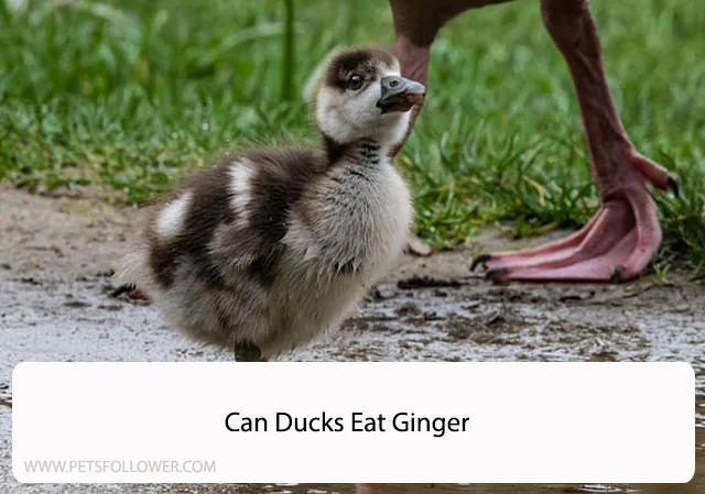 Can Ducks Eat Ginger
