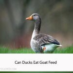 Can Ducks Eat Goat Feed