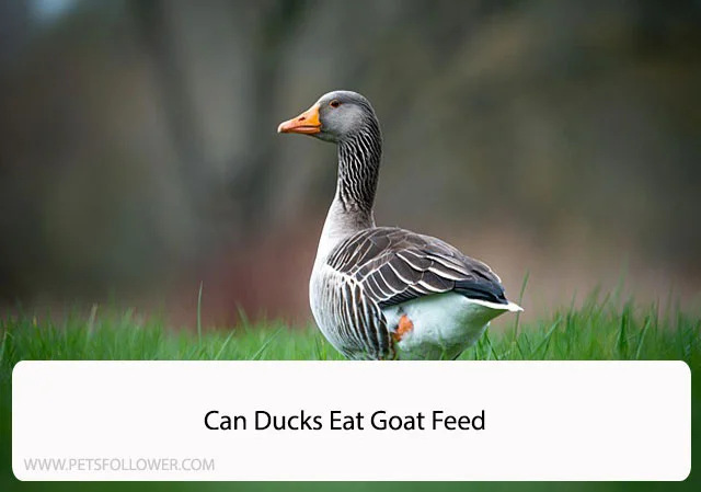Can Ducks Eat Goat Feed