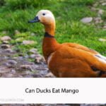 Can Ducks Eat Mango