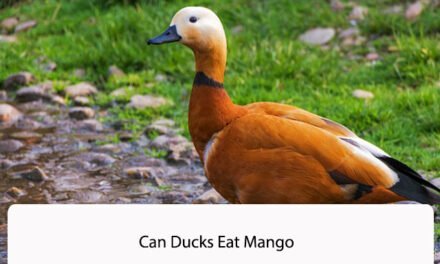 Can Ducks Eat Mango
