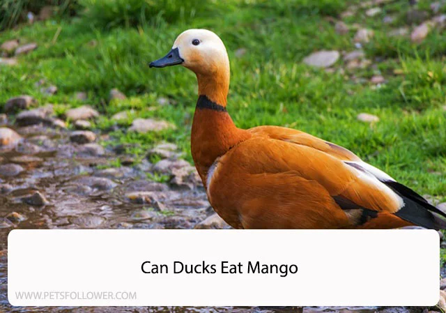 Can Ducks Eat Mango