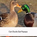 Can Ducks Eat Papaya