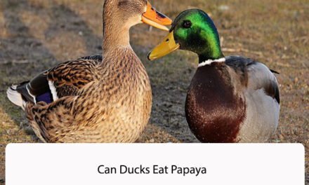 Can Ducks Eat Papaya
