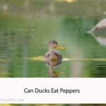Can Ducks Eat Peppers