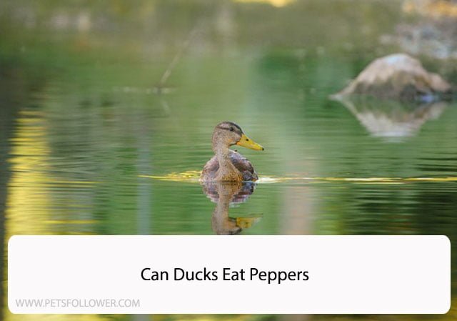Can Ducks Eat Peppers