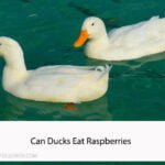 Can Ducks Eat Raspberries