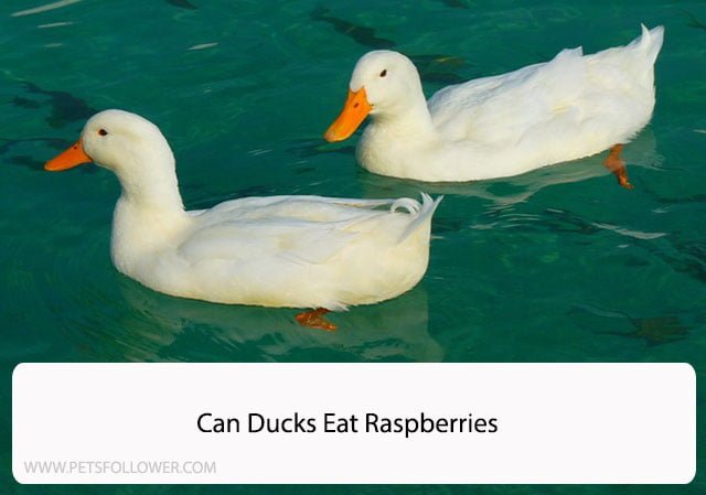 Can Ducks Eat Raspberries