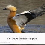 Can Ducks Eat Raw Pumpkin